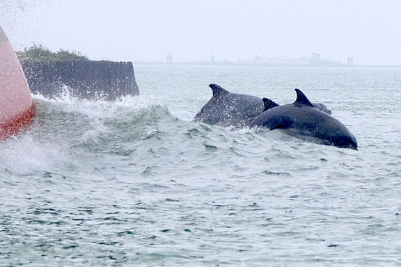 Port Aransas,port a,dolphin,picture,photo,pic,photographer,jumping,water,gulf,tanker,ships